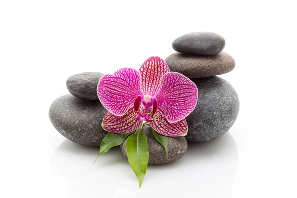 Pietre Masage Spa Orchidea Isolate Sullo Sfondo Bianco — Foto Stock