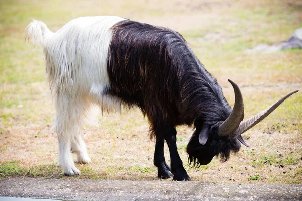 Billy Goat Wild National Park — Stock Photo, Image