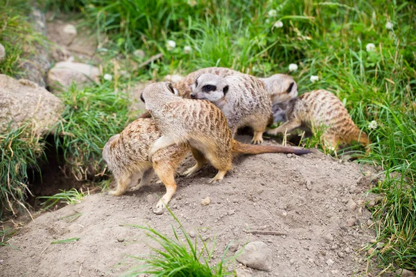 Animaux Sauvages Suricate Famille Tous Les Jours — Photo