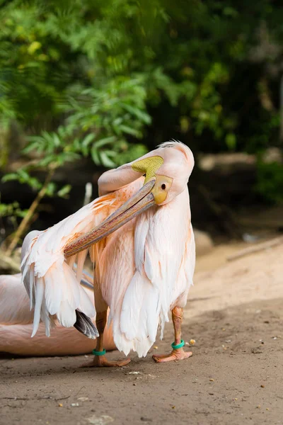 Orange Pelican Big Bird Zoo — Stock Photo, Image