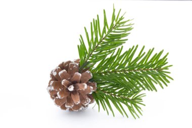Beyaz arkaplanda ağaç dalları ve koniler izole.
