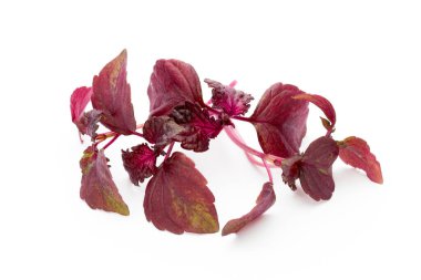 Perilla (Shiso) Yaprak beyaz arkaplanda.