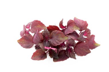 Perilla (Shiso) Yaprak beyaz arkaplanda.