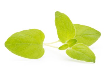 Beyaz arkaplanda izole edilmiş Asya fesleğeni dalı.
