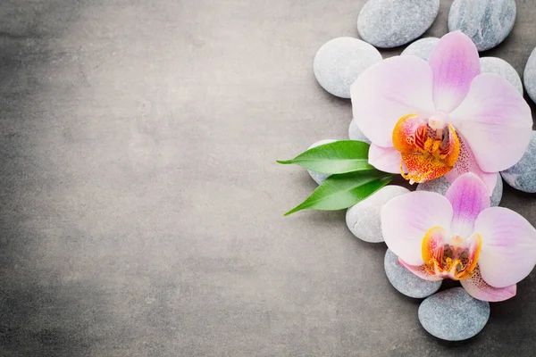 Orchid Theme Objects Grey Background — Stock Photo, Image