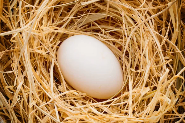 Nido Huevos Pato Primavera Símbolo Pascua —  Fotos de Stock