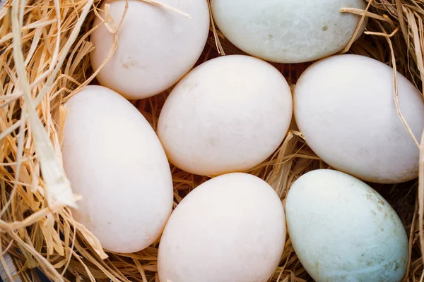 Nido Huevos Pato Primavera Símbolo Pascua —  Fotos de Stock