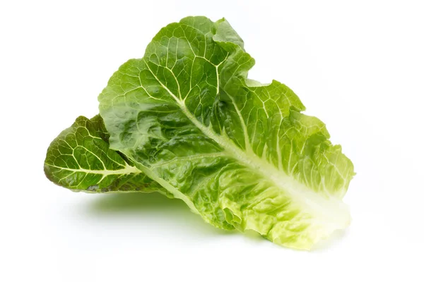 Oak Leaf Lettuce Isolated White Background — Stock Photo, Image