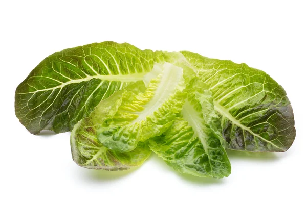 Oak Leaf Lettuce Isolated White Background — Stock Photo, Image
