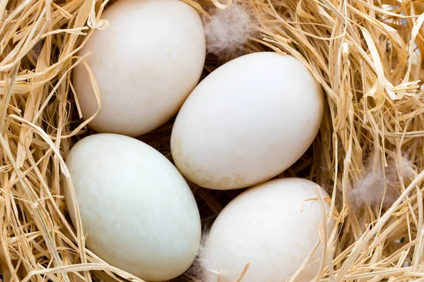 Nido Huevos Pato Primavera Símbolo Pascua —  Fotos de Stock