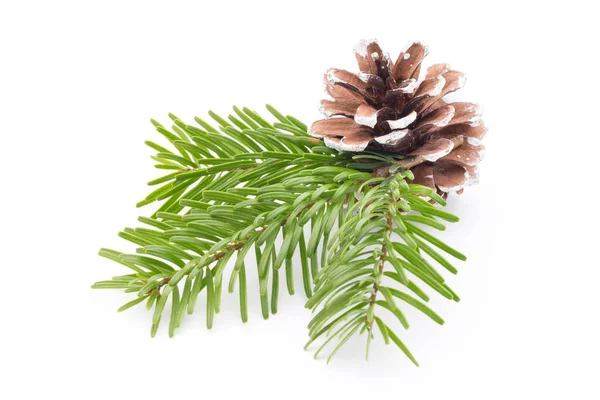 Fir Tree Branch Cones Isolated White Background Stock Picture