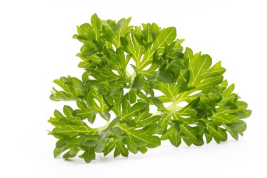 Maydanoz bitkisi beyaz arkaplanda izole edildi.