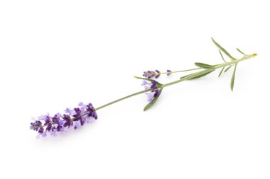 Beyaz arkaplanda lavanta çiçekleri.