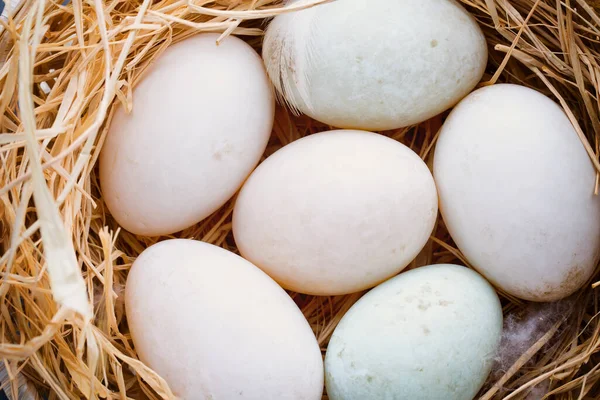 Eend Eieren Nest Lente Pasen Symbool — Stockfoto
