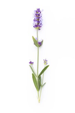 Beyaz arkaplanda lavanta çiçekleri.