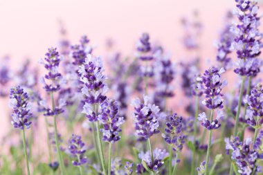 Beyaz arkaplanda lavanta çiçekleri.