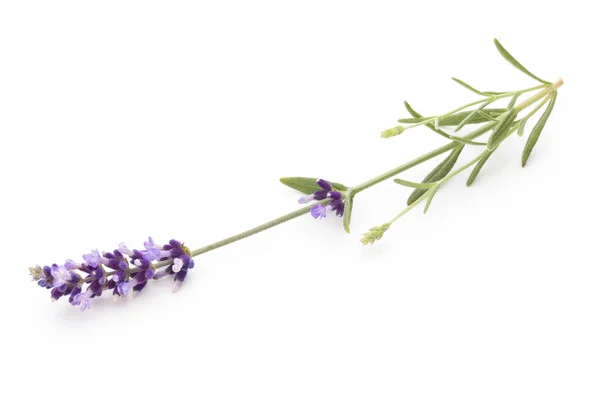 Lavendel Blommor Vit Bakgrund — Stockfoto