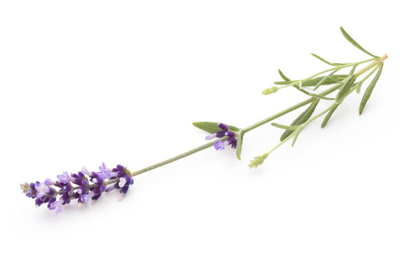 Lavender flowers on a white background.