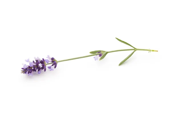 Lavendel Blommor Vit Bakgrund — Stockfoto