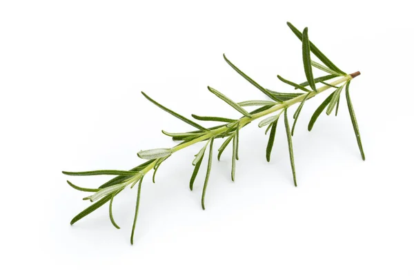 Rosemary Isolated White Background Top View — Stock Photo, Image