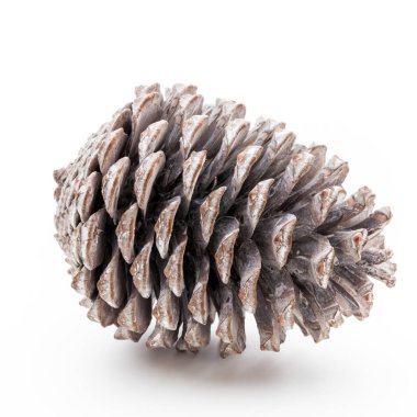 Noel dekoru, beyaz arka planda çam kozalağı. 