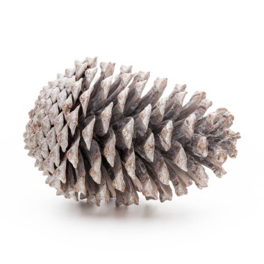 Noel dekoru, beyaz arka planda çam kozalağı. 