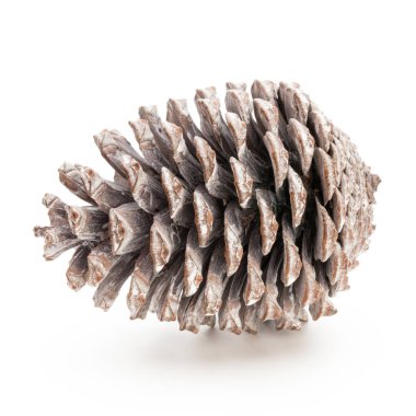 Noel dekoru, beyaz arka planda çam kozalağı. 