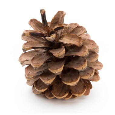 Noel dekoru, beyaz arka planda çam kozalağı.