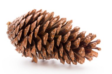 Noel dekoru, beyaz arka planda çam kozalağı. 