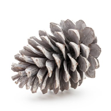 Noel dekoru, beyaz arka planda çam kozalağı. 