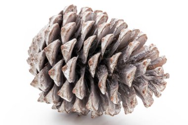 Noel dekoru, beyaz arka planda çam kozalağı. 