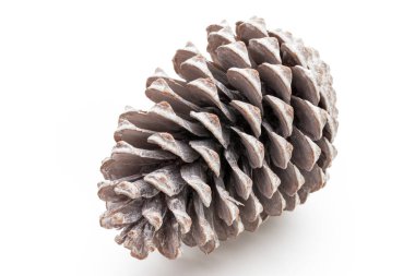 Noel dekoru, beyaz arka planda çam kozalağı. 