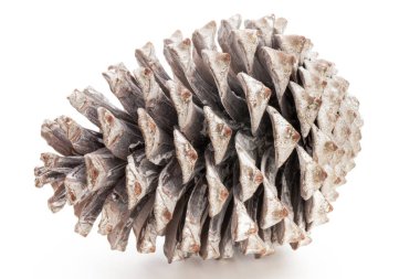 Noel dekoru, beyaz arka planda çam kozalağı. 