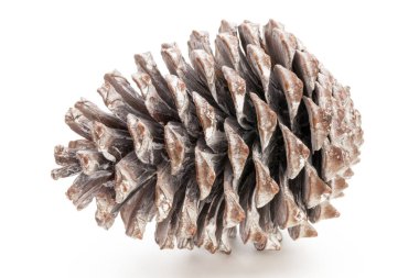 Noel dekoru, beyaz arka planda çam kozalağı. 