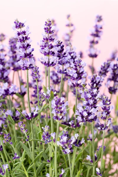 白い背景にラベンダーの花 — ストック写真