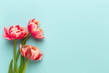 Bahar çiçekleri. Pastel renklerde laleler. Tebrik kartı Retro Vintage tarzı. Anneler günü, Paskalya tebrik kartı..