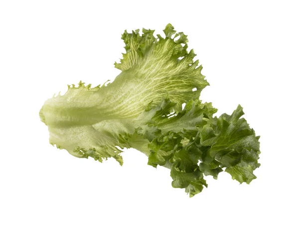 Salatblatt Bio Salat Isoliert Auf Weißem Hintergrund — Stockfoto