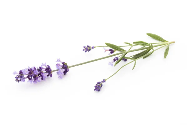 Lavendel Bloemen Een Witte Achtergrond — Stockfoto