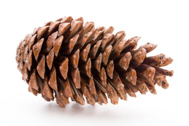 Noel dekoru, beyaz arka planda çam kozalağı. 