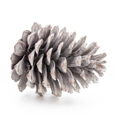 Noel dekoru, beyaz arka planda çam kozalağı. 