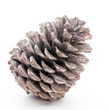 Noel dekoru, beyaz arka planda çam kozalağı. 