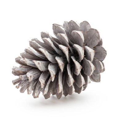 Noel dekoru, beyaz arka planda çam kozalağı. 