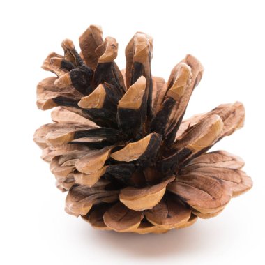 Noel dekoru, beyaz arka planda çam kozalağı. 