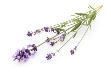 Beyaz arkaplanda lavanta çiçekleri.