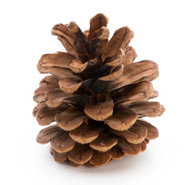 Noel dekoru, beyaz arka planda çam kozalağı.