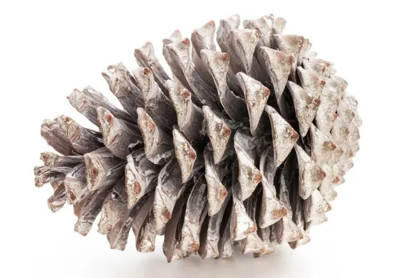 Noel dekoru, beyaz arka planda çam kozalağı. 