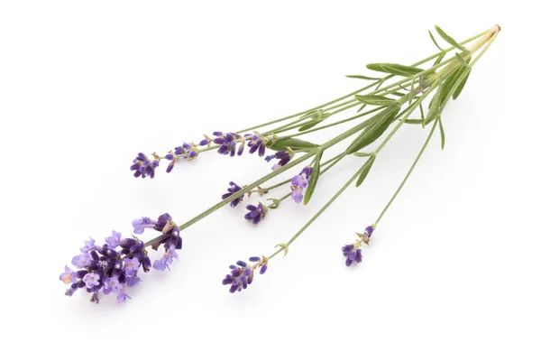 Lavender Flowers White Background — Stock Photo, Image