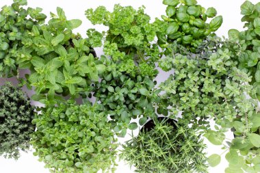 Beyaz arka planda izole edilmiş çeşitli taze otlar. Marjoram, maydanoz, fesleğen, biberiye, kekik, adaçayı.