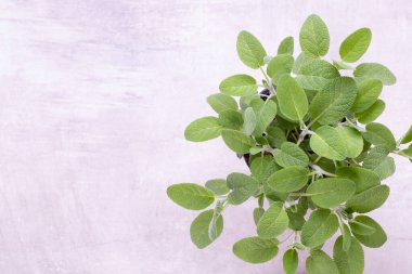 Salvia bitkisi beyaz arka planda izole edilmiş. Üst Manzara. Düz uzanma deseni.