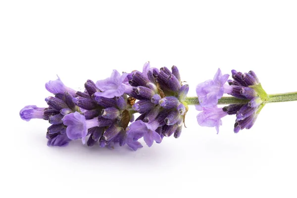 Lavendel Bloemen Bos Gebonden Geïsoleerd Witte Achtergrond — Stockfoto